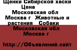 Щенки Сибирской хаски › Цена ­ 15 000 - Московская обл., Москва г. Животные и растения » Собаки   . Московская обл.,Москва г.